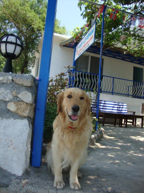 Hotel Mavi Akvaryum Pension Sogut  Exterior foto